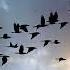 Kate Bush Extended Cuts 77 The Morning Fog