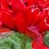 Flower Sound Foryou Nature Flowers Poppy Summer Livinginsweden ASMR