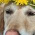 How To Make A Dandelion Crown Or Daisy Chain