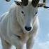 Big White Markhor Swimming Adobephoto Markhor
