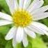 White Flower