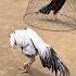 Check White Jawa Action No Harmful Activity Shorts Rooster Ayam Viralvideo