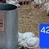 422 Cornish Rock Cross Meat Chickens Day 22 Still Using Heat Lamps Part Of The Time