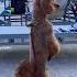 Toypoodle Dog Love Breeding Walks Upright And Dances To Dance Monkey