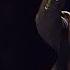 Britten Storm Interlude From Peter Grimes London Philharmonic Orchestra Andrew Davis