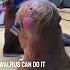 This Walrus Can Whistle