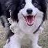 Happy Dog Dog Funny Youtube Cute Love Happy Doglover Fyp Funnydog Music Dance
