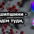 Червоні ягоди шипшини Павло Мрежук