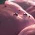 The Innate And Adaptive Immune Systems Vaccine Makers Project