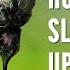 Hummingbird Sleeping Upside Down Learn About Torpor