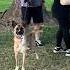 Rescue Dog Turns Out Super Reactive Dog Daddy Comes To Help