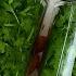 How To Store Cilantro For 1 Year Without Spoilage