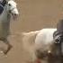 АСП БО НОМИ СЕНАТОР Buzkashi бузкаши Uloq Kokpar казакша киргиз кокбору улок Ot Tulpar Uz