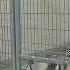 Summit County Animal Control FULL With 90 Dogs Reduces Adoption Fee To 24 Through May