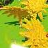 НОВЫЙ ТРЕК ДИСКО МУТАЦИИ в GROW A GARDEN ВЫРАСТИ САД ОБНОВА