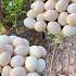 Wow Wow Amazing A Woman Picks A Lot Of Duck Eggs In A Field By The Side Of The Roa