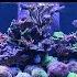 Peter S Textbook 1 200 Litre Mixed Reef Tank