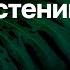 7 8 Механические ткани Ботаника к ЕГЭ Георгий Мишуровский