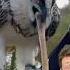 The Bearded Vulture AKA The Bone Eater