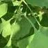 Oldest Tree Species In The World Ginkgo Biloba