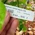 When To Plant A Mandarin Tree Mandarin Mandarinoonline Mandarinorange Mandarin Mandarins