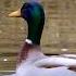 Wild Duck дикий утка