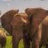 Африканская песня Chant Africa