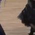 Nikolay Darin Natalia Seredina MDA 1 8 Tango
