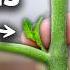 FORCE Tomatoes To FRUIT MORE How To Prune Tomato Plants The RIGHT WAY