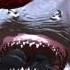 Duna Duna Duna Duna SHARK ATTACK