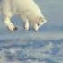 The Unsung Heroes Of The Arctic Ep 3 Wildlife The Big Freeze