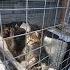 ДАЙ ЛАПУ Виставка прилаштування тварин Південноукраїнськ Cat Dog кошеня