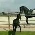 кокпар Horse Mustang Equestrian Kazakhculture Music Stallion Kazak Horselover Music Love