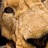 LIONS Love Their New Home The Lion Whisperer