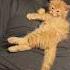 My None Cat Loving Husband Shortvideo Cat Cuteanimals Kitten Kitten Purr Cutepets Catlove