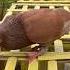 Merpati Tinggian Temanggung Merpati Pigeon Birds Shorts