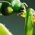 The Headless Mating Mantis The Mating Game BBC Earth