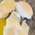 How To Make Eggs Benedict Step By Step