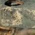 Greedy Dog Shortsvideo