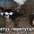 Что ты творишь петух Это же утка петух утка курица животные прикол Shorts