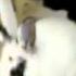 Mon Lapin Titou