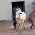 DAHSHATGARD Most Aggressive Dangerous Beauty Of Farrukh Cattle Farm Season 2025