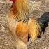 Rooster Crowing Sound