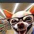 Chihuahua Lost His Son Memes