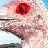 How Vultures Dye Themselves Red