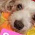 SASHA MY LOVE Pets Cani Sashalazio Dog Puppy Maltipoo Petlover Doglife Love