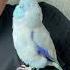 He S So Cute Cute Cute Cute Cute Parrot Birds Parrotlet