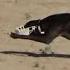 Greyhound Coursing 2020 Dog Race Coursing Racing Wild Rabbit