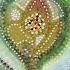 Cosmic Dimension Deviant Behavior