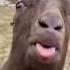 Bakri Ki Video Trend Funny Catvideos Youtubeshorts Trendingshorts Subscribe Shorts